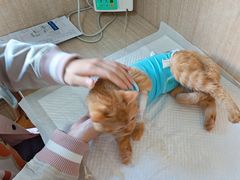 -北京观赏动物医院·24小时大型综合·猫专科·异宠专科
