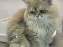 -翊宠yipet猫狗购宠庄园犬舍•猫舍