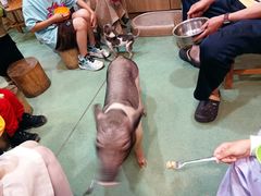 -藦茜花园宠物主题亲子互动体验馆(国顺东路店)