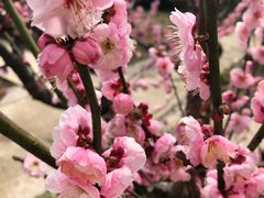 -雨花胜境