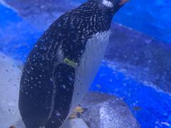 -上海海昌海洋公园