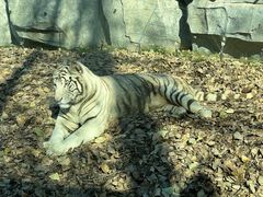 -北京野生动物园