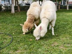 -廊坊固安福朋喜来登酒店