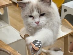 -有喵·猫咖·狗咖·30几只猫10只小狗(岗厦店)