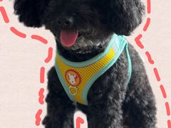 -翊宠yipet猫狗购宠庄园犬舍•猫舍