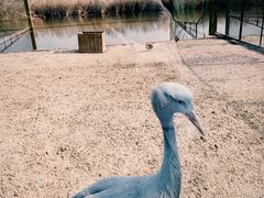 -盐城丹顶鹤湿地生态旅游区