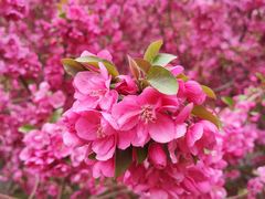 -海棠花溪(元大都城垣遗址公园)