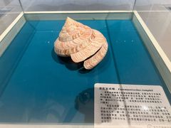 -青岛贝壳博物馆