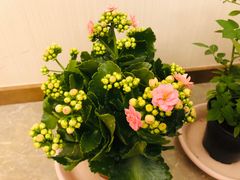 -金陵花卉交易市场