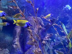 -太平洋海底世界