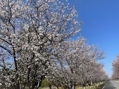 -天王浮山樱花园