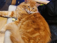 -藏猫猫咖啡主题馆(中央大道店)