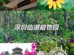 -深圳市中科院仙湖植物园
