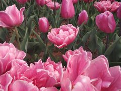 -廊坊文化艺术中心