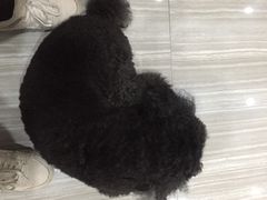 -瑞派名望志远动物医院·猫科·內科·异宠专科(直港大道店)