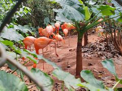 -海南热带野生动植物园