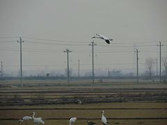 -鄱阳湖国家湿地公园