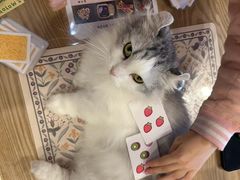 -MOYOYO猫咪咖啡店