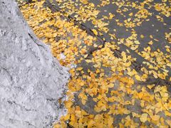 -四川大学(华西校区)