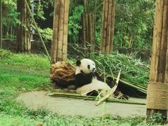 -都江堰中华大熊猫苑