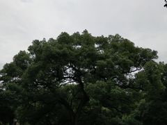 -西湖风景区十里琅珰-五云山