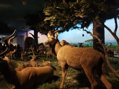 -国家自然博物馆