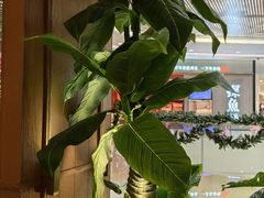 -泰香米泰国餐厅(中大国际店)