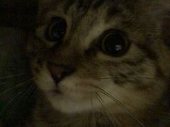 -自黑豆夫·臭豆腐夹馍(四海唐人街店)