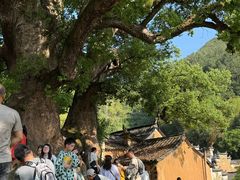 -杨家堂村