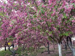 -元大都城垣遗址公园