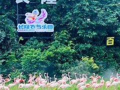 -广州长隆飞鸟乐园