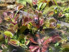 -国家植物园南园