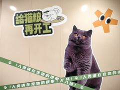 -凯德MALL(望京店)