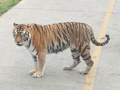 -上海野生动物园