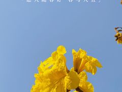 -洲头咀公园
