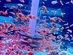 -海合安成都极地海洋公园