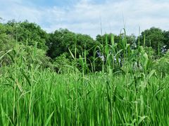 -西湖风景区-江洋畈生态公园