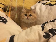 -欣宠猫屋·矮脚拿破仑·蓝金金渐层