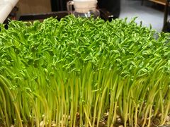活体豆苗-煲宫猪肚鸡(晶品店)