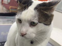 -佳雯宠物医院·皮肤科·内外科(春晓路分院)