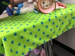 -凯特喵百思猫专科医院