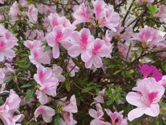 -深圳国际园林花卉博览园