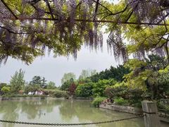 -嘉定紫藤园