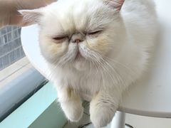 -怪兽屋·羊驼·猫咖·狗咖(俊华广场店)