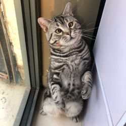 -幸运7纹身刺青Lucky7tattoo