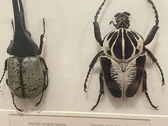 -墨尔本博物馆(Melbourne Museum)