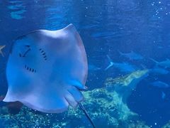 -芜湖新华联大白鲸海洋公园