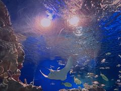 -海合安成都极地海洋公园