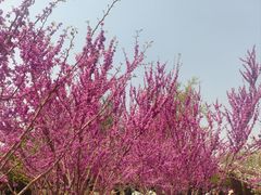 -元大都城垣遗址公园