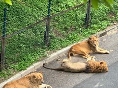 -大连森林动物园